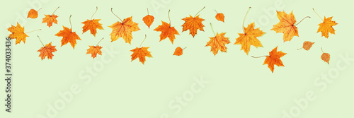 Beautiful yellow autumnal leaves of maple and birch on light green color paper. Autumn background.