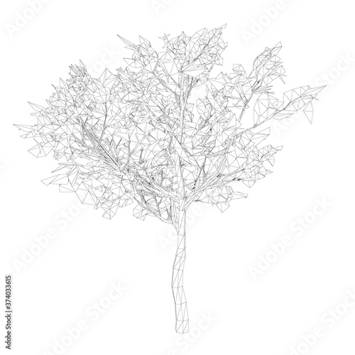 Wood wireframe made of black lines on a white background. Isolated tree on a white background. 3D. Vector illustration