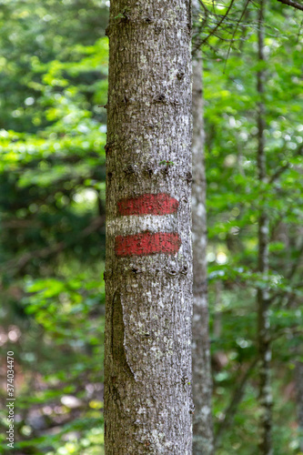 Austrian flag on a hiking trail tree