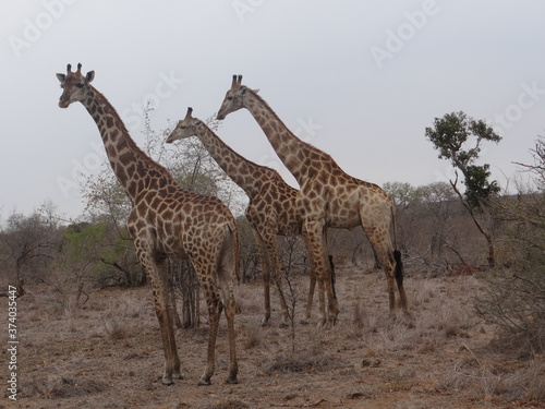 giraffe in the savannah