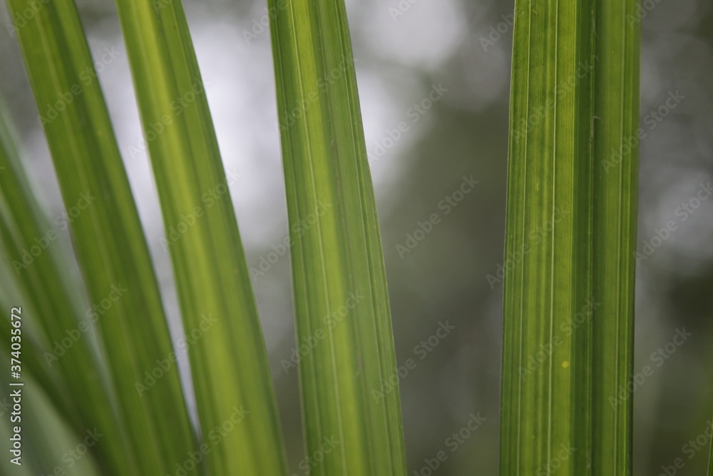 pointy leaves close up with pattern and bokeh background pointy leaves close up with pattern and bokeh background