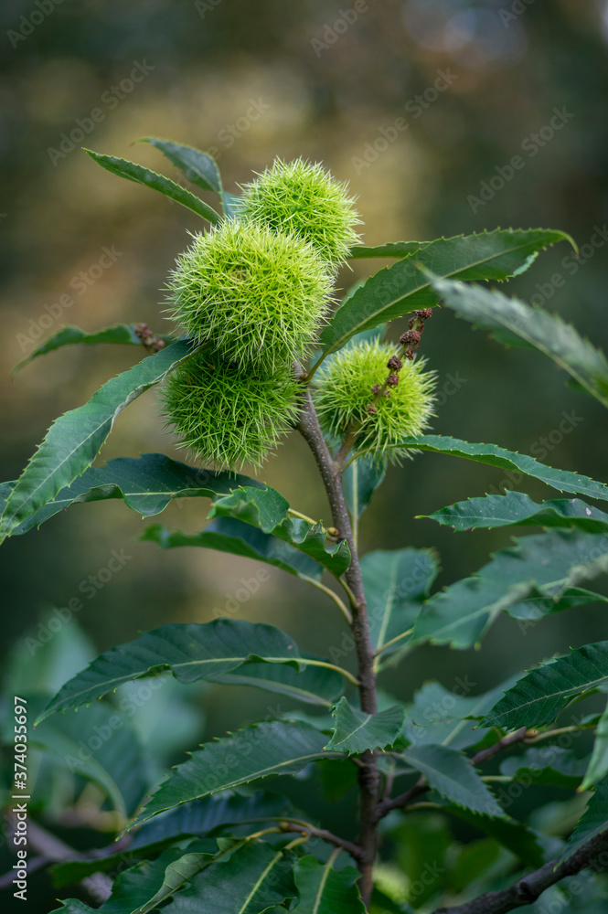 Castanea sativa ripening fruits in spiny cupules, edible hidden seed nuts hanging on tree branches Castanea sativa ripening fruits in spiny cupules, edible hidden seed nuts hanging on tree branches