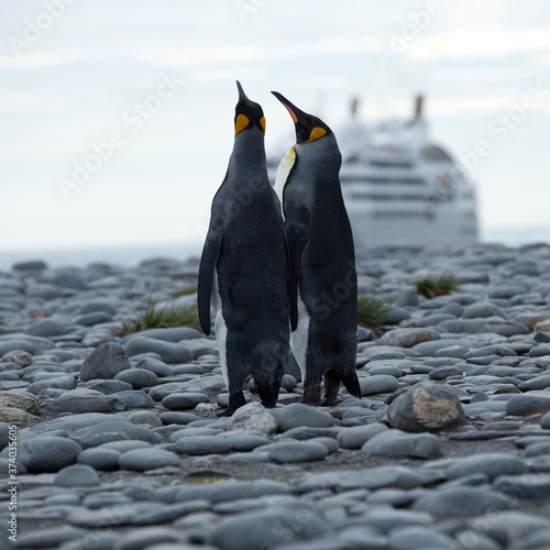 King Penguins  Aptenodytes patagonicus  with a cruise ship in the background  South Georgia Island  Antarctica. Square Composition.