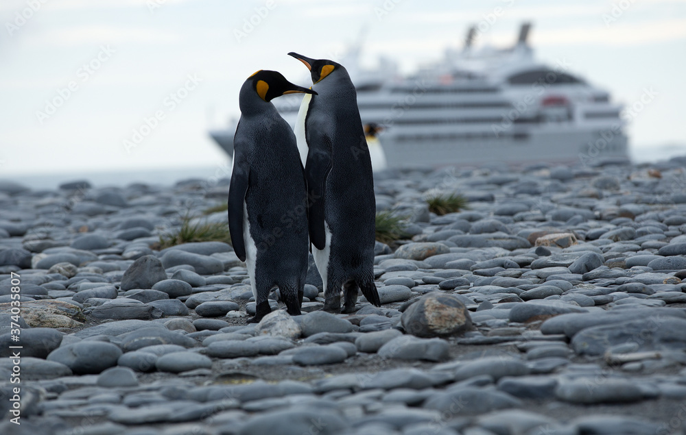 Φωτογραφία King Penguins (Aptenodytes patagonicus) with a cruise ship in the background, South Georgia Island, Antarctica