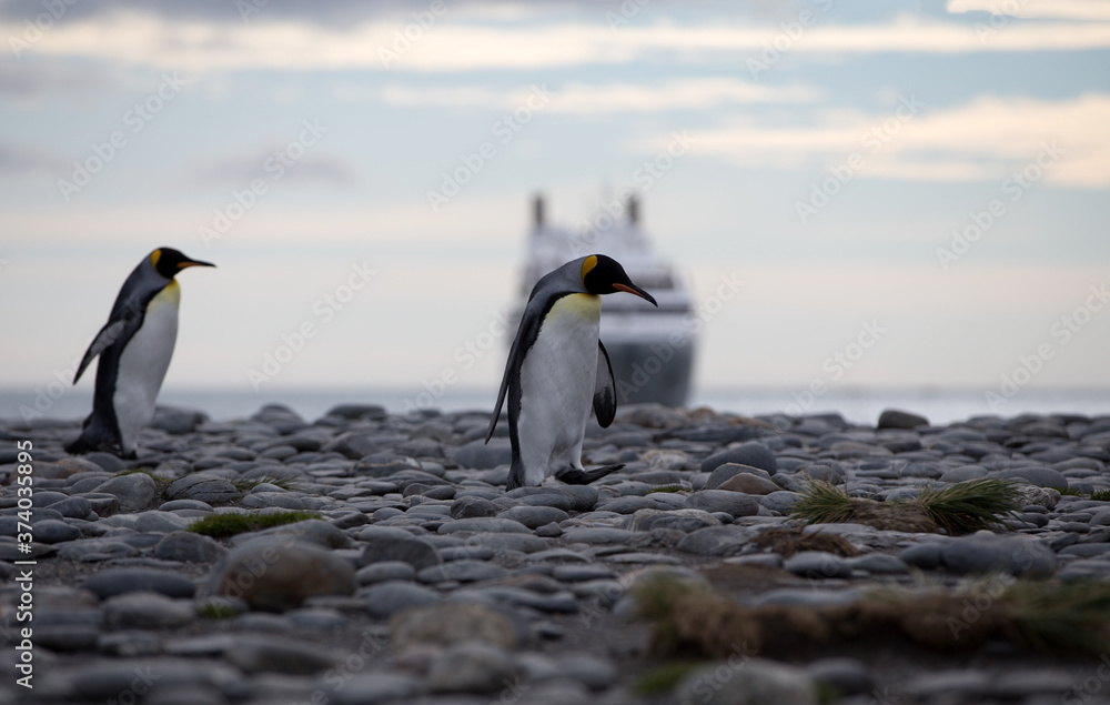 Fototapeta premium King Penguin (Aptenodytes patagonicus) with a cruise ship in the background, South Georgia Island, Antarctica.