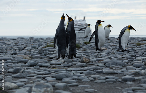 King Penguins  Aptenodytes patagonicus  with a cruise ship in the background  South Georgia Island  Antarctica. 