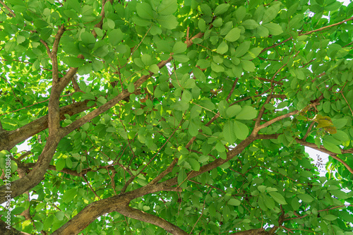 Green leaf tree bottom view background photo