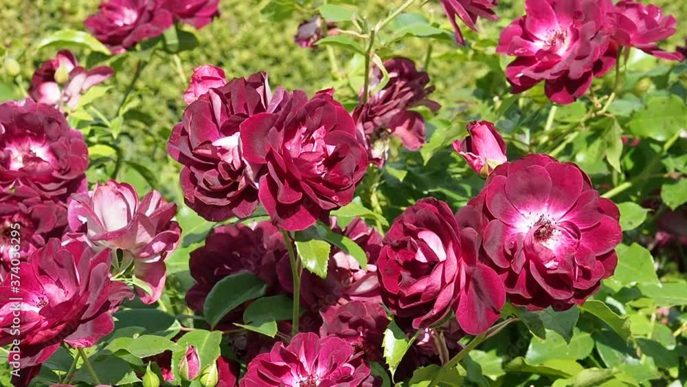 A beautiful maroon rose Bush grows in the garden A beautiful maroon rose Bush grows in the garden