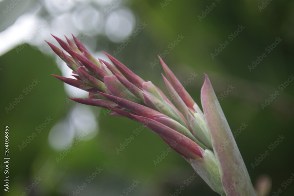 Fototapeta premium pointy red plant with bokeh background