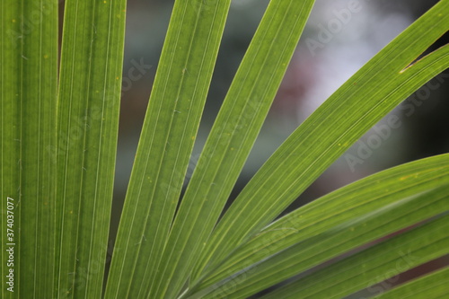 pointy leaves close up with pattern and bokeh background