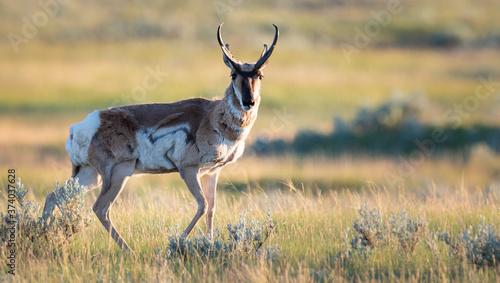 Pronghorn in the wild