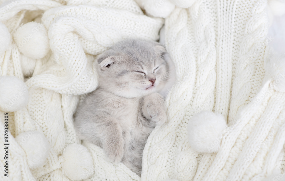A small purple kitten is lying on a white knitted background and sleeping. Postcard for the holiday concept. A small purple kitten is lying on a white knitted background and sleeping. Postcard for the holiday concept.