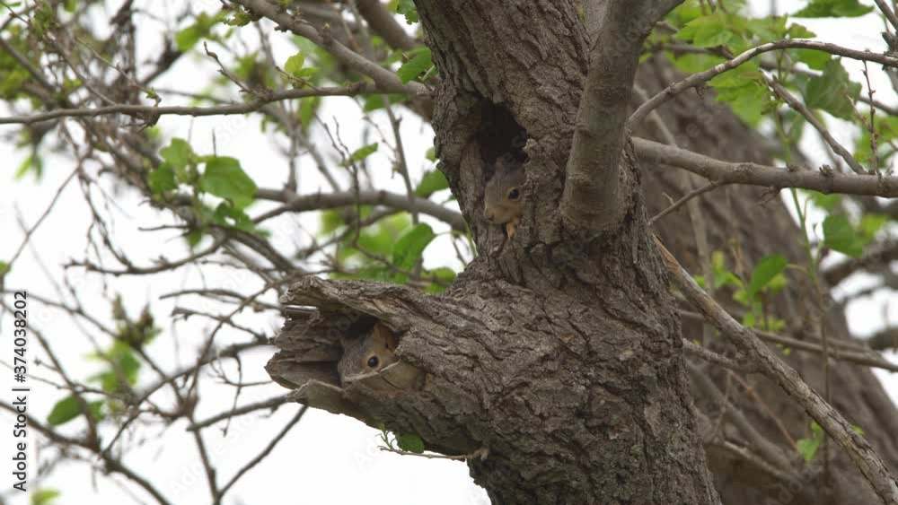 Close-up of two Fox squirrels poking their heads out of duel holes in Pecan tree Close-up of two Fox squirrels poking their heads out of duel holes in Pecan tree