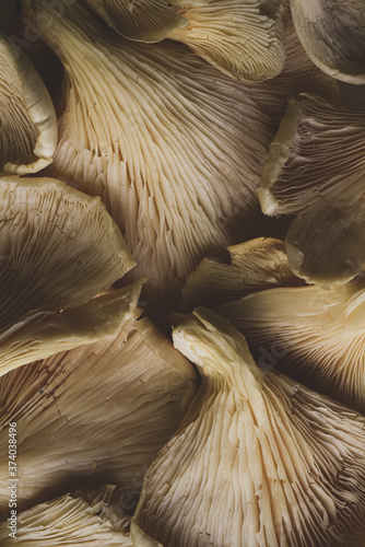 Top view of many edible mushrooms, Macro close up
