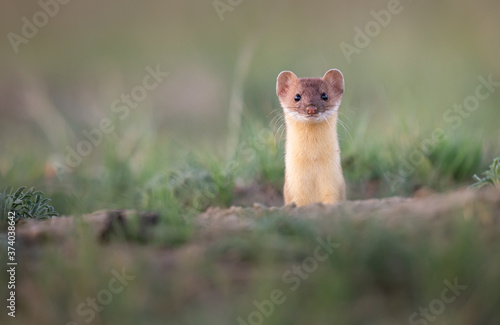 Long tailed weasel in the Canadian prairies