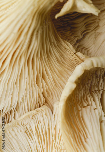 Extreme Macro Close up of edible mushrooms details texture