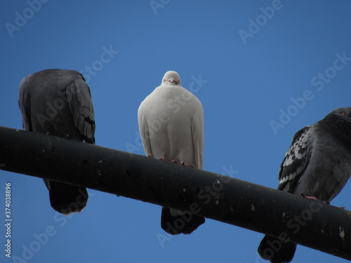 2 Grey Pigeons and 1 White Pigeon On A Grey Horizontal Street Lamp
