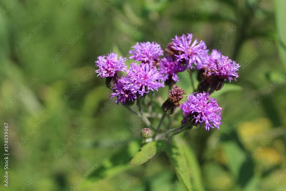 Obraz premium Closeup of Missouri ironweed at Somme Prairie Grove in Northbrook, Illinois on a sunny day