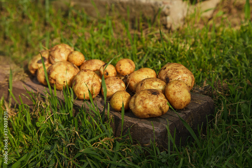 crop: white potatoes close-up. the products are ready for export. import of seasonal goods.