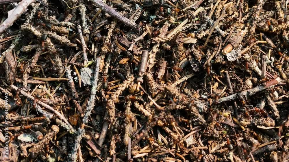 numerous small red ants run along ground covered with old dry pine sticks and needles in forest on sunny day close upper view numerous small red ants run along ground covered with old dry pine sticks and needles in forest on sunny day close upper view