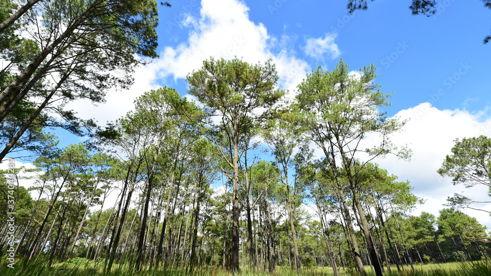 Fototapeta premium Landscape the big tree in forest