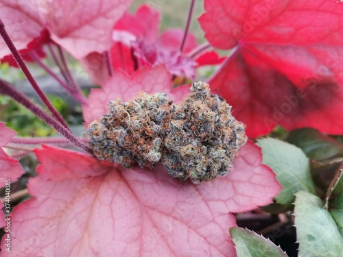Cannabis Indica bud called blue cookies on some fall leaves 