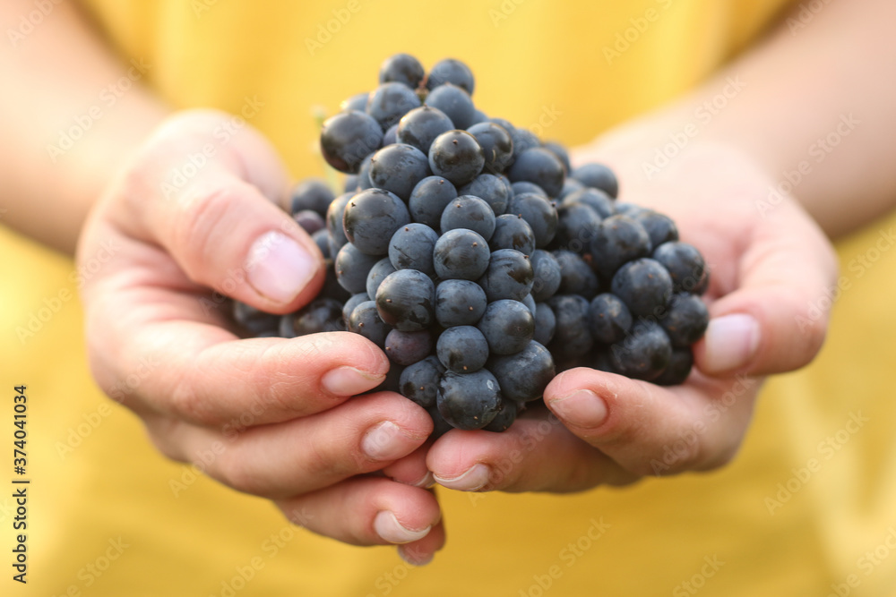 Bunches of red grapes on women's palms against the background of a yellow T-shirt. Wine harvesting process Bunches of red grapes on women's palms against the background of a yellow T-shirt. Wine harvesting process