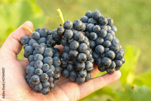 Bunches of freshly harvested black grapes in hand against green blurry background on the sunset at golden hour.