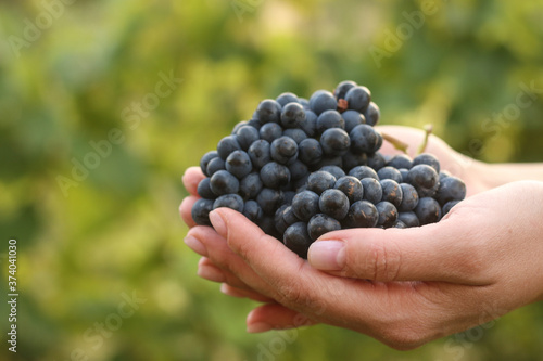 Female hands with ripe bunches of grapes on a green blurred background in profile