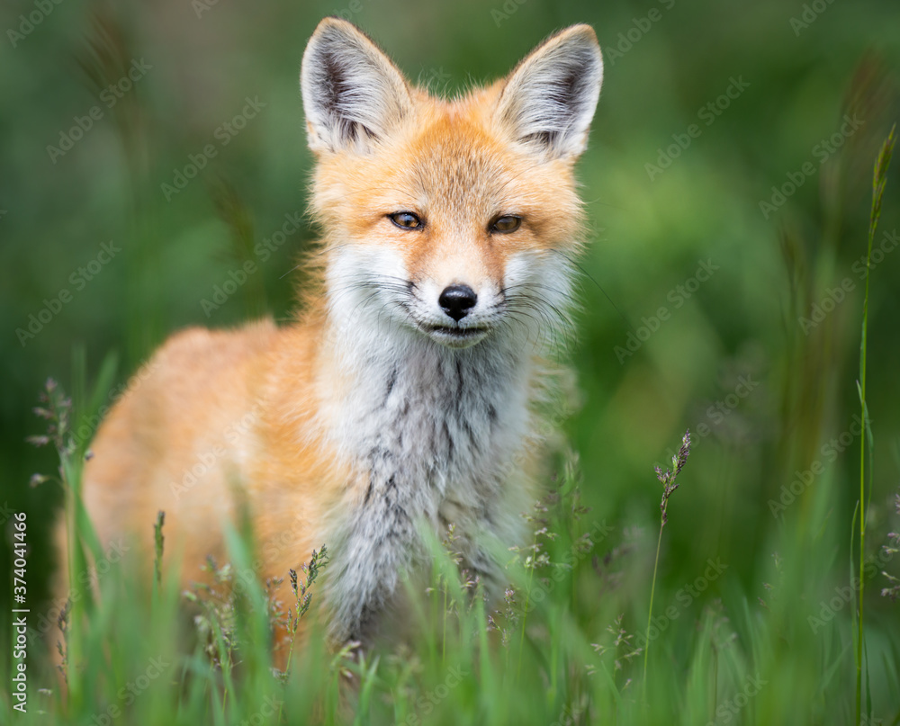 Red fox kit in the wild Red fox kit in the wild