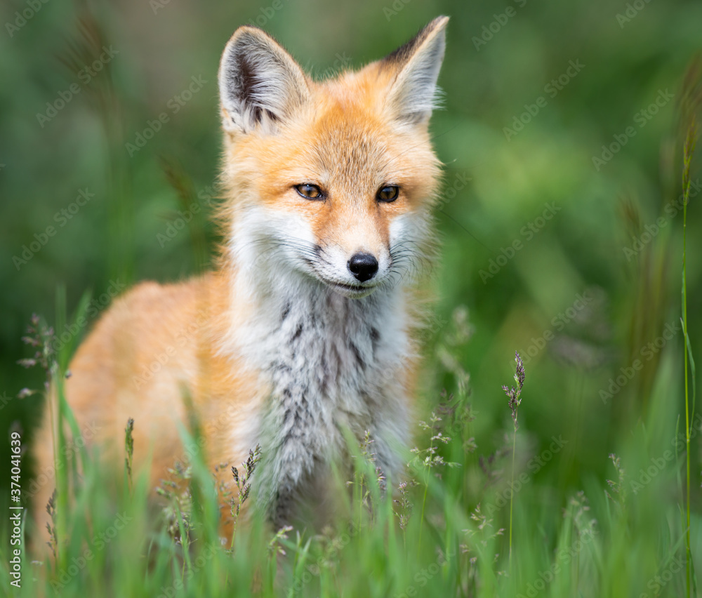 Red fox kit in the wild Red fox kit in the wild