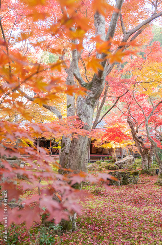 The fall foliage in Kyoto is especially beautiful.