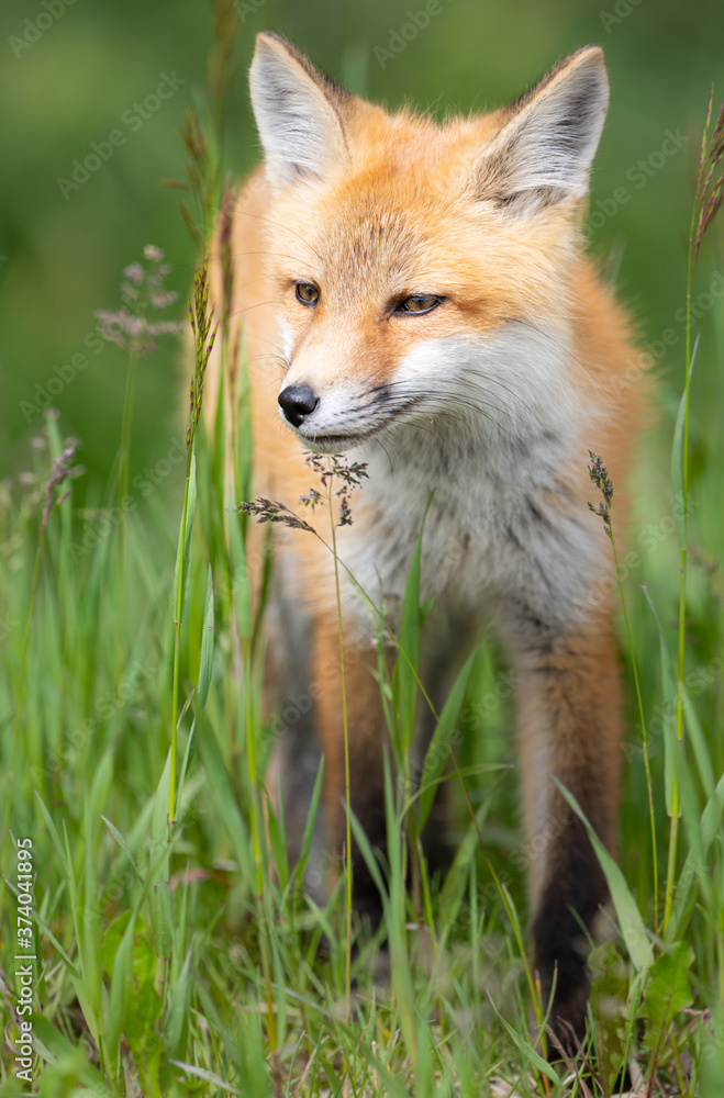 Red fox kit in the wild Red fox kit in the wild
