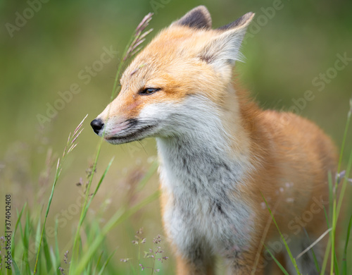 Red fox kit in the wild © Jillian