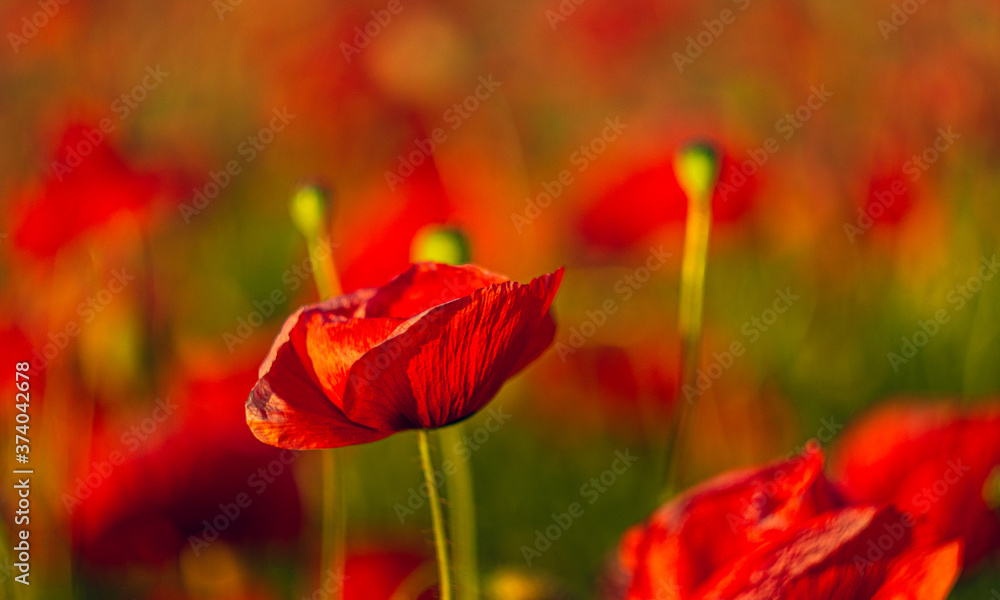 Obraz premium Poppy
