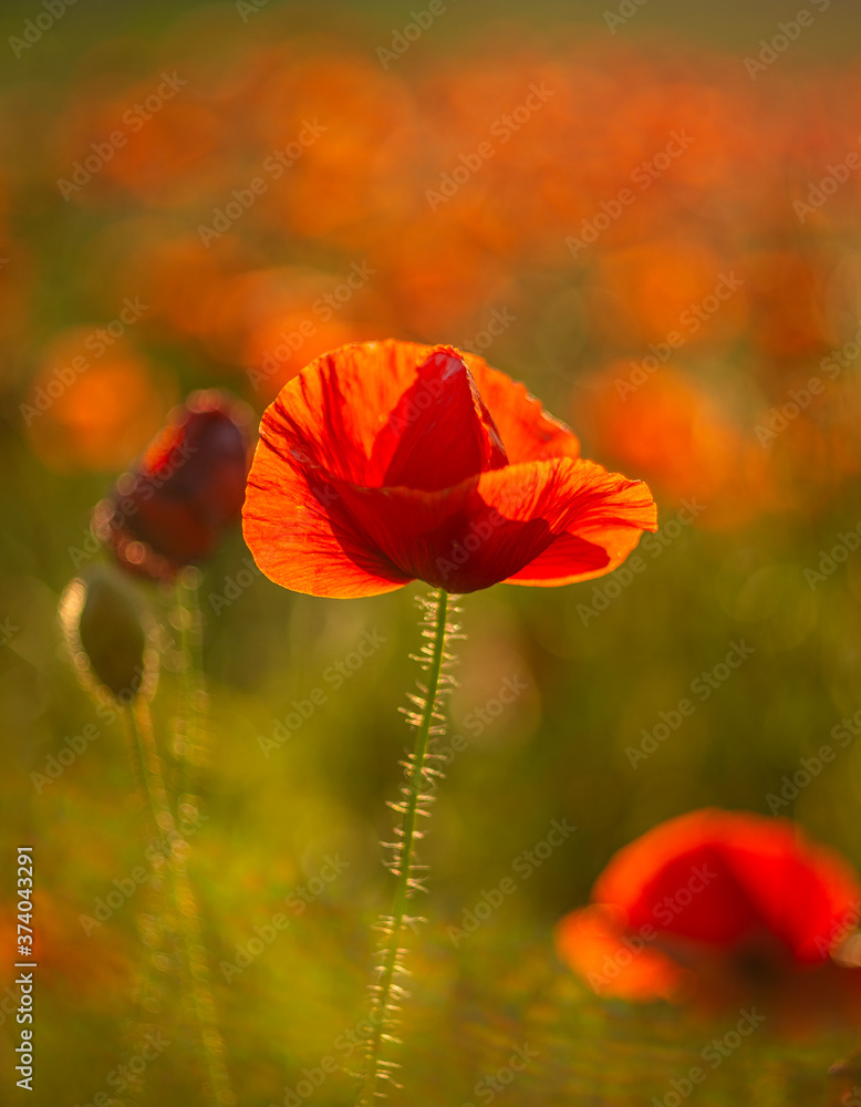 Fototapeta premium Poppy