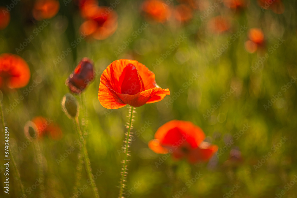 Fototapeta premium Poppy