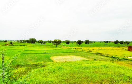 Green environment in our Telangana state © Gupa