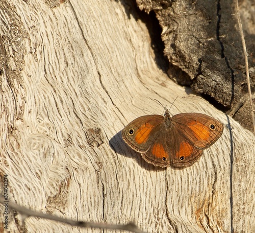 Red Satyr Butterfly on Wood photo