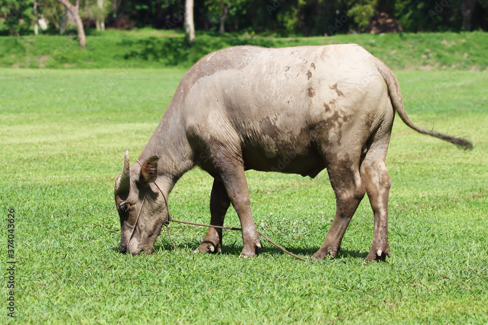The buffalo that the farmer raised The buffalo that the farmer raised