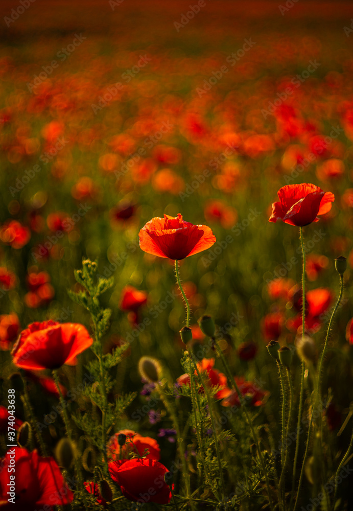 Fototapeta premium Poppy