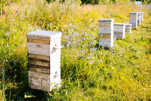 Wooden bee hives on apiary on sunny summer day on green grass meadow. Russian landscape with beehives on ecological field.