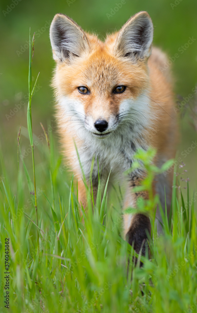 Red fox kit