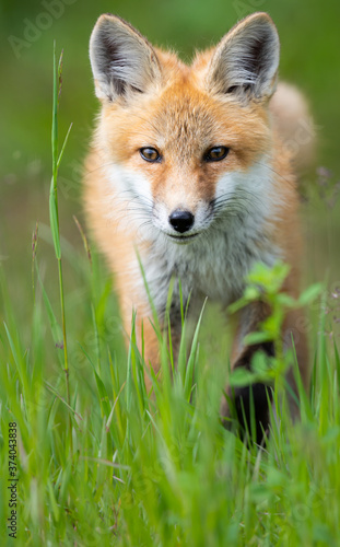 Red fox kit © Jillian