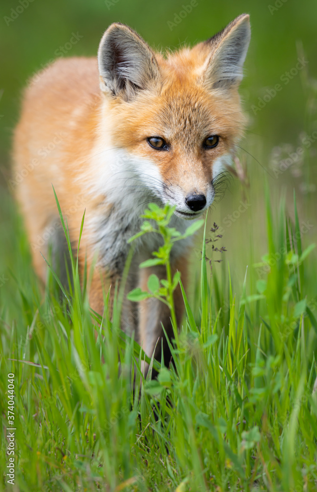 Red fox kit Red fox kit