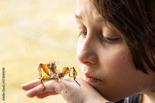 A Caucasian boy holding an australian spiny leaf stick insect