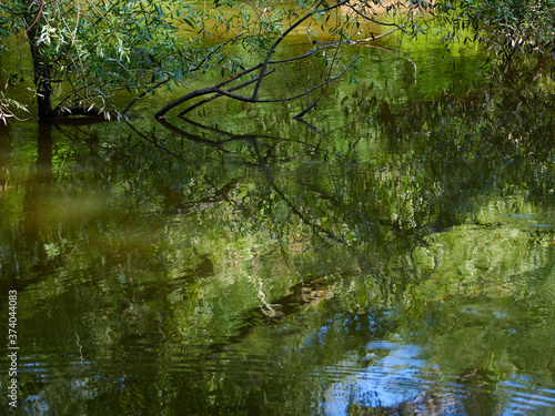 池に沈む木と、その木が湖面に映り込む風景