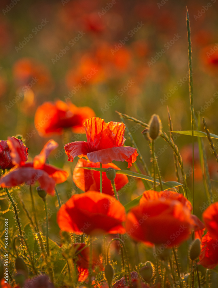 Fototapeta premium Poppy