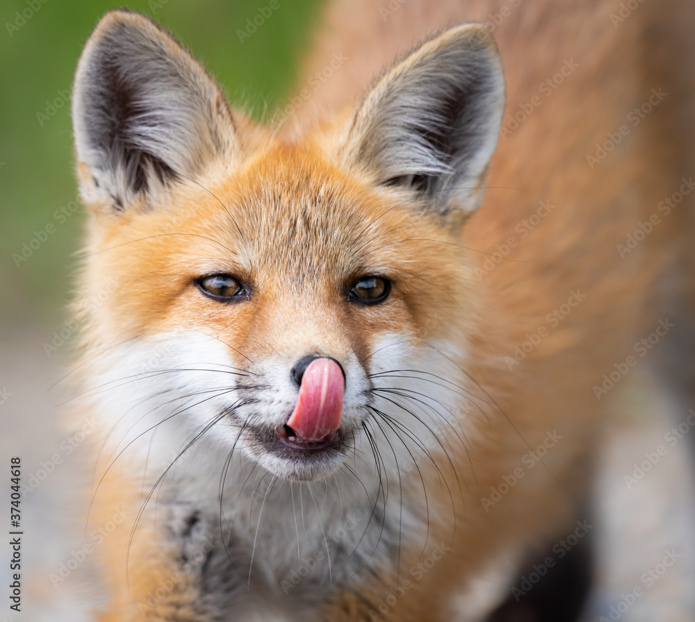 Red fox kit Red fox kit