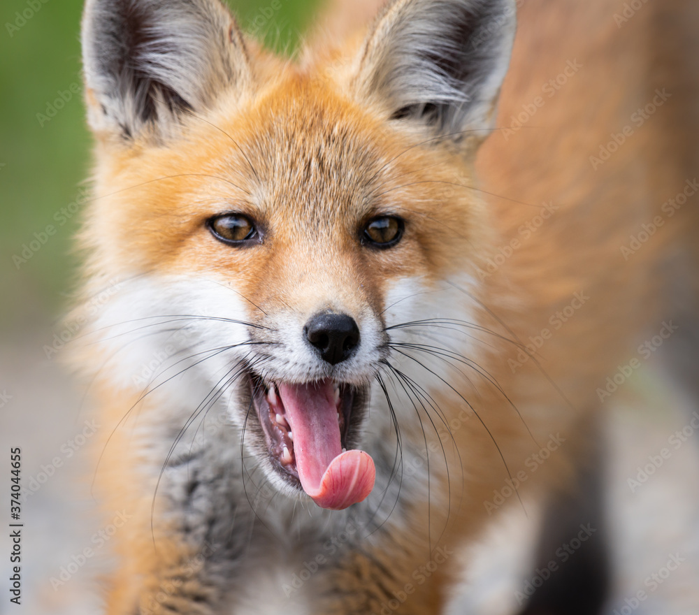 Red fox kit Red fox kit